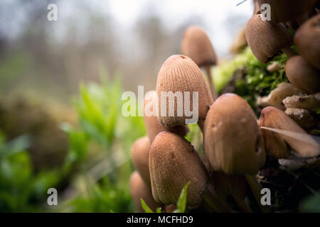 Una scintillante copertura di inchiostro, Coprinellus micaceus di funghi selvatici, in East Sussex Foto Stock