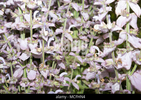 Clary SALVIA (salvia sclarea) Foto Stock