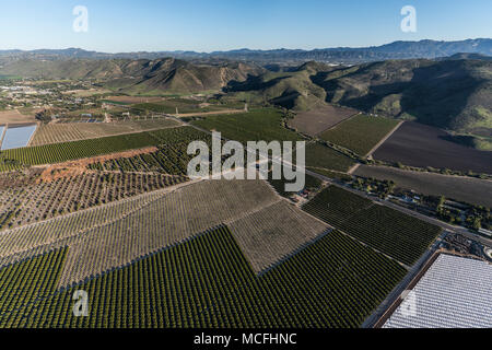 Vista aerea di frutteti, uliveti e campi di fattoria vicino a Camarillo in Ventura County, California. Foto Stock