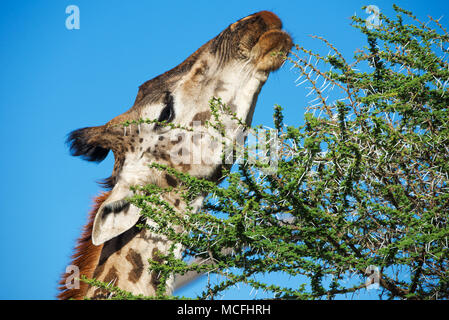 CLOSE UP MASAI GIRAFFE (GIRAFFA TIPPELSKIRCHI) mangiare le foglie di acacia, Serengeti National Park, TANZANIA Foto Stock