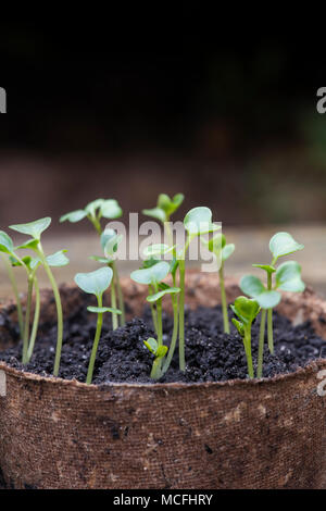Brassica oleracea acephala. "Cavolo nero di Toscana' piantine in vasi per piante all'interno di una serra. Regno Unito. Tuscan Kale / cavolo nero Foto Stock
