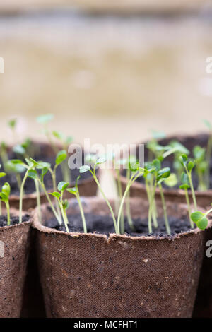 Brassica oleracea acephala. "Cavolo nero di Toscana' piantine in vasi per piante all'interno di una serra. Regno Unito. Tuscan Kale / cavolo nero Foto Stock