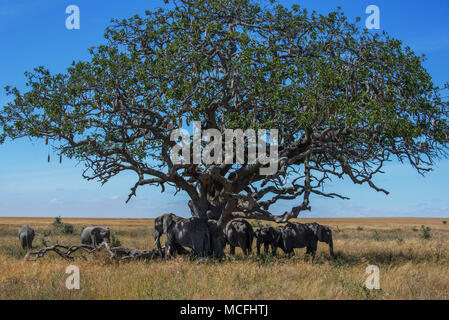 Branco di elefanti africani (Loxodonta africana) appoggiata all'ombra di un albero di salsiccia, Serengeti National Park, TANZANIA Foto Stock