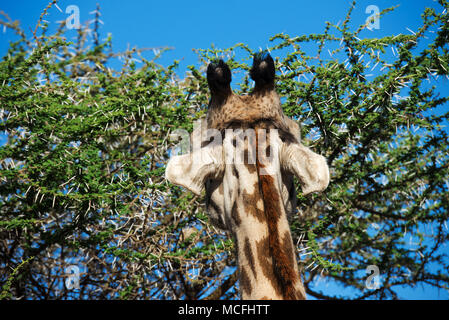 CLOSE UP MASAI GIRAFFE (GIRAFFA TIPPELSKIRCHI) mangiare le foglie di acacia, Serengeti National Park, TANZANIA Foto Stock