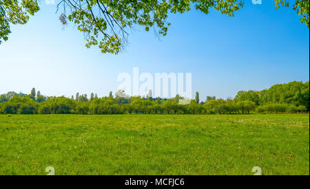 Campo con il tarassaco giallo e blu cielo Foto Stock