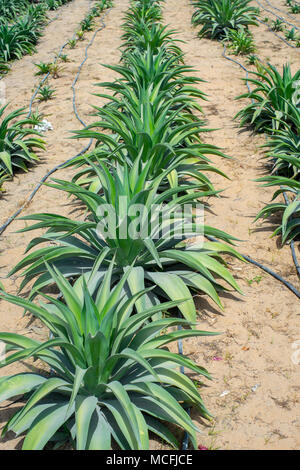 Vista dall'alto di Agave Americana pianta comunemente noto come impianto di secolo Foto Stock