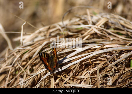 Piccola tartaruga butterfly (Aglais urticae) su erba secca. Foto Stock
