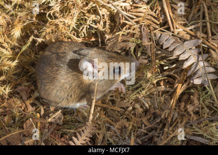 Close-up di wild wood mouse (Apodemus sylvaticus) nel Surrey, Regno Unito Foto Stock