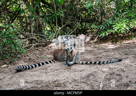 Lemuri dal Madagascar Foto Stock