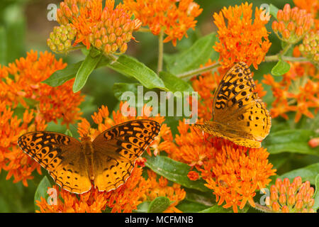 03322-01710 Grande Lamas Fritillaries (Speyeria cybele) su Butterfly Milkweek (Asclepias tuberosa) Reynolds Co. MO Foto Stock