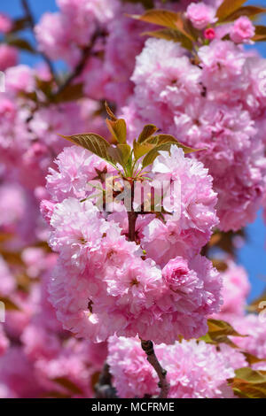 Un cluster di grandi dimensioni di giapponese di fiori di ciliegio in primo piano e cielo blu e sfocata sakura fiori in background Foto Stock