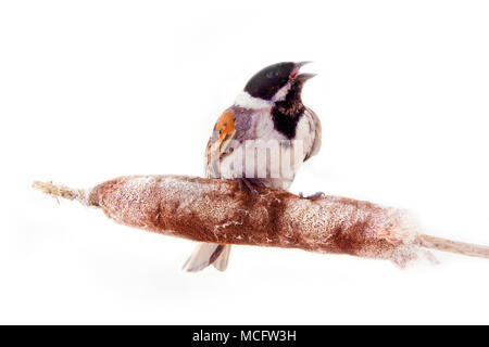 Voce maschile Reed Bunting, capinera (Emberiza schoeniclus) cantare mentre è seduto su cob di reed macis (Typha), palude residente. Amore Serenade Foto Stock