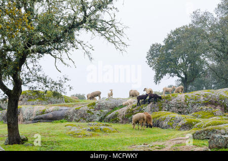 Extremadura prato con gli agnelli su un nebbioso giorno Foto Stock