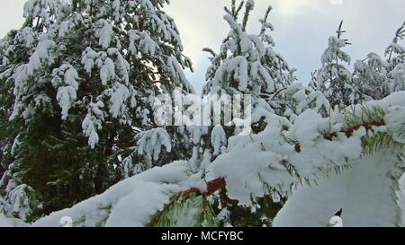 Snowy alberi di pino in inverno bosco al tramonto dorato. Gold sunray splende attraverso la foresta di pini coperti di neve in inverno sunrise steadicam shot. Albero di natale la bellezza del paesaggio naturale all'aperto Foto Stock