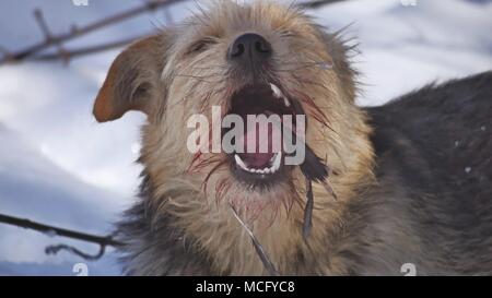 Close up Close up sporco cane randagio mangiare un piccione bird. bird problema dei cani randagi inverno giace a terra Foto Stock