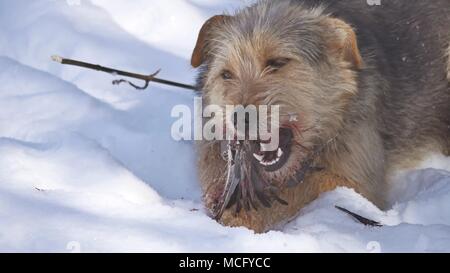 Close up Close up problema di sporco vaganti cane randagio mangiare un piccione bird. bird cani inverno giace a terra Foto Stock