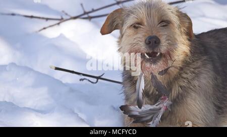 Close up Close up problema di sporco vaganti cane randagio mangiare un piccione bird. bird cani inverno giace a terra Foto Stock