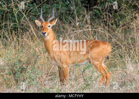 PUKU (KOBUS VARDONII) permanente del profilo laterale, ZAMBIA Foto Stock