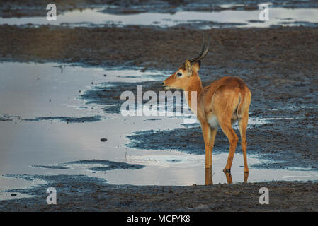 PUKU (KOBUS VARDONII) maschio a foro per l'acqua, ZAMBIA Foto Stock