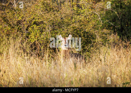 WATERBUCK (KOBUS ELLIPSIPRYMNUS) IN PIEDI IN ERBA ALTA, ZAMBIA Foto Stock