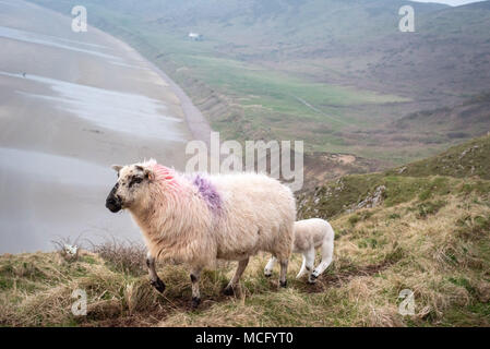 Welsh pecore e agnelli pascolano sulla vite senza fine la testa vicino Rhossili Bay, Gower, Galles Foto Stock