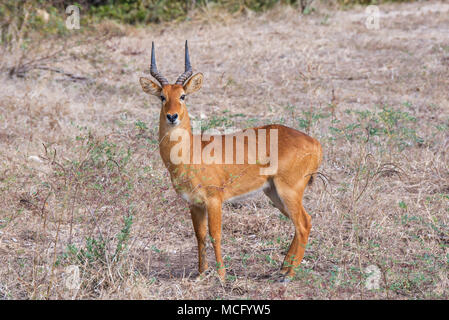 PUKU (KOBUS VARDONII) permanente del profilo laterale, ZAMBIA Foto Stock