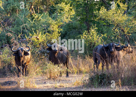 Allevamento di AFRICAN CAPE BUFFALO (SYNCERUS CAFFER) nella savana africana, ZAMBIA Foto Stock