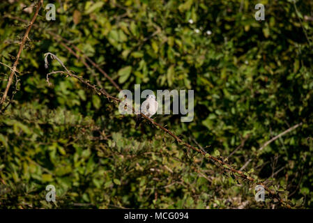 EMERALD-SPOTTED TORTORA (TURTUR CHALCOSPILOS) appollaiato sul ramo di albero, ZAMBIA Foto Stock