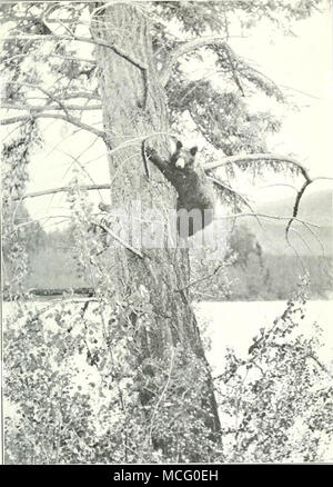 'Sessional carte del dominio del Canada 1915' (1868) Foto Stock