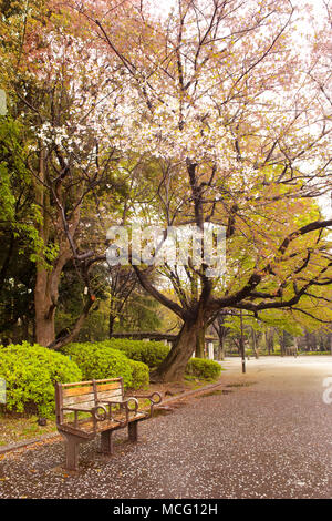 Fiore di Ciliegio al Parco di Ueno, Tokyo, Regione di Kanto, Honshu, Giappone Foto Stock