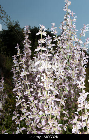 Clary SALVIA (salvia sclarea) Foto Stock