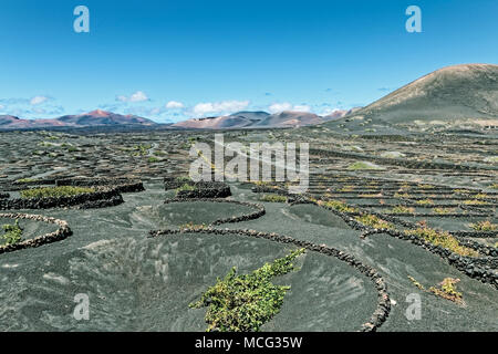 Lanzarote - regione del vino La Geria con montagne di fuoco Foto Stock