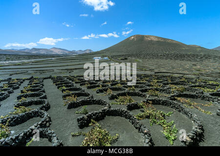 Lanzarote - regione del vino La Geria mit Feuerbergen Foto Stock