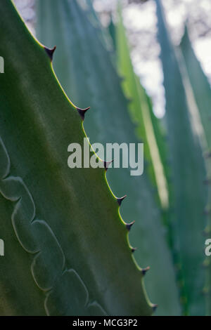 Una chiusura di un cactus che cresce in California. Foto Stock