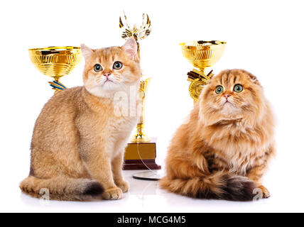 Oro cincillà. Ritratto di un liscio con capelli dritti e scozzese Scottish Fold gatto su sfondo bianco Foto Stock