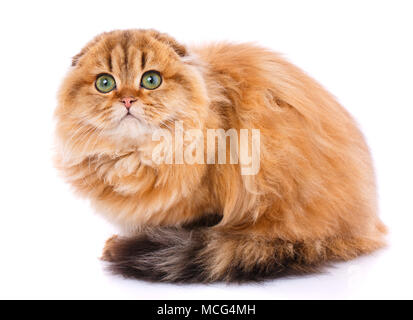 Scottish Fold cat Foto Stock