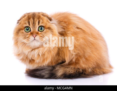 Adorabili redhair Scottish Fold. Oro chinchilla Foto Stock