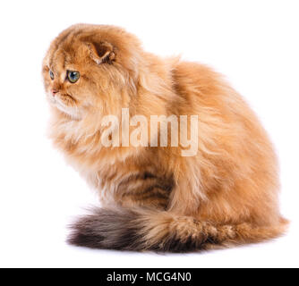 Scottish Fold cat Foto Stock