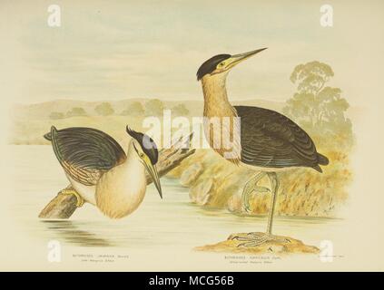 Gli uccelli di Australia 1890 Gracius Broinowsk Mangrove tarabuso Foto Stock