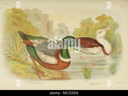 Gli uccelli di Australia 1890 Gracius Broinowsk Shieldrake Foto Stock