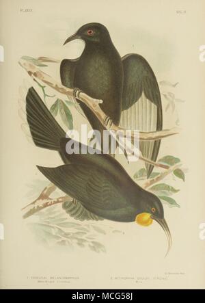 Gli uccelli di Australia 1890 Gracius Broinowsk Corcorax Foto Stock