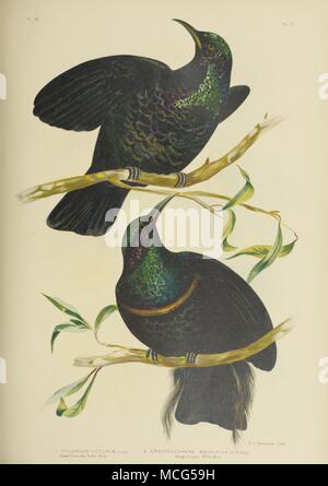 Gli uccelli di Australia 1890 Gracius fucile Broinowsk Bird Foto Stock