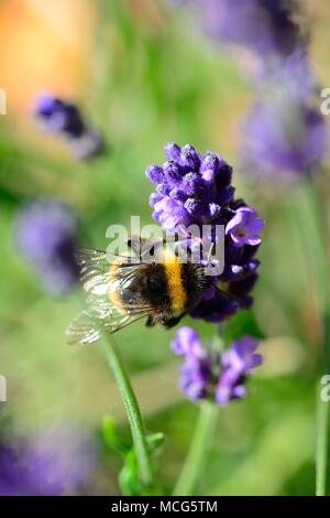 Ripresa macro di un Bumble Bee impollinare i fiori di lavanda Foto Stock