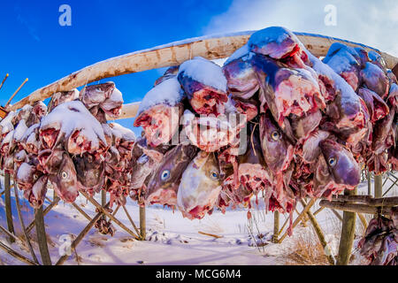 Close up di baccalà teste di pesce in attesa di essere esportate da Lofoten in Norvegia settentrionale per Italia e servita come zuppa di pesce sulla cena italiana tabelle Foto Stock