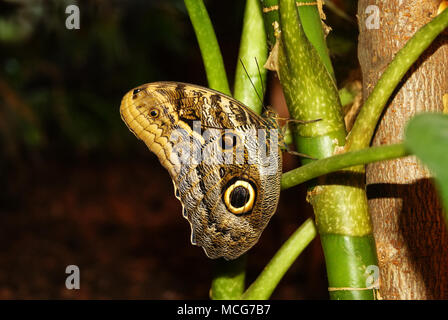 Farfalla Caligo memnon (giant civetta o gufo pallido) su un gambo di una pianta tropicale su sfondo scuro Foto Stock