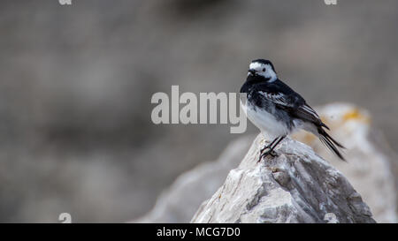 Pied wagtail (Motacilla alba) arroccato su una roccia prelevati in Morecambe Bay, Inghilterra, Regno Unito il 11 aprile 2018. Foto Stock