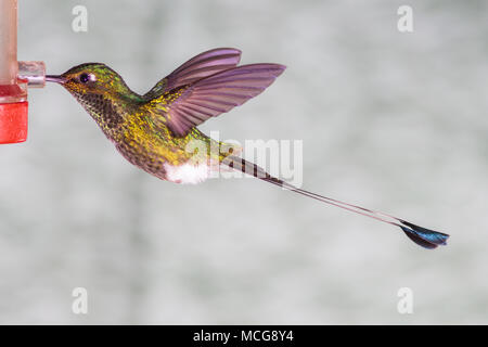 Avviato Racket-tail hummingbird, Ocreatus underwoodii, a Tandayapa Lodge in Ecuador. Foto Stock