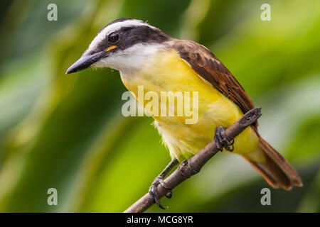 Grande Kiskadee, Pitangus sulfuratus, un grande tiranno flycatcher, in Costa Rica. Foto Stock