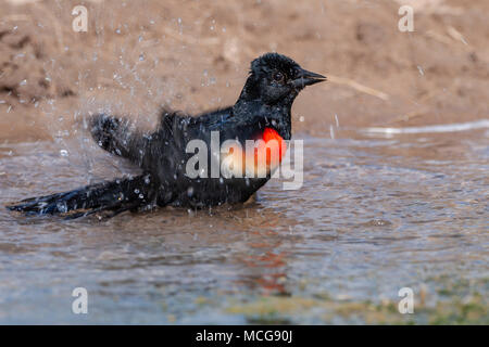 Rosso-winged Blackbird, Agelaius phoeniceus, alla ricerca di acqua e sollievo dal caldo estivo, su un ranch in Texas del Sud. Foto Stock