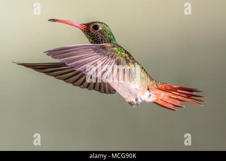 Roufus-tailed Hummingbird, Amazilia tzacatl, a Tandayapa Lodge in Ecuador. Foto Stock